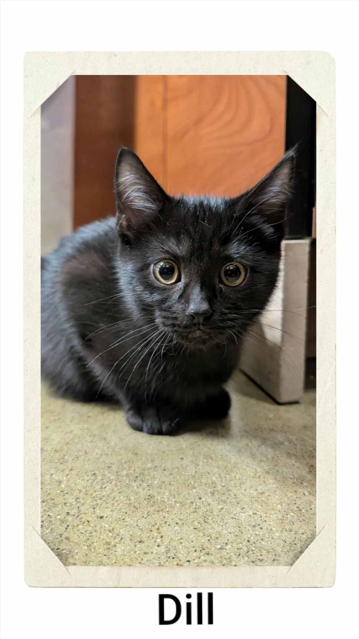 Dill - Domestic Short Hair