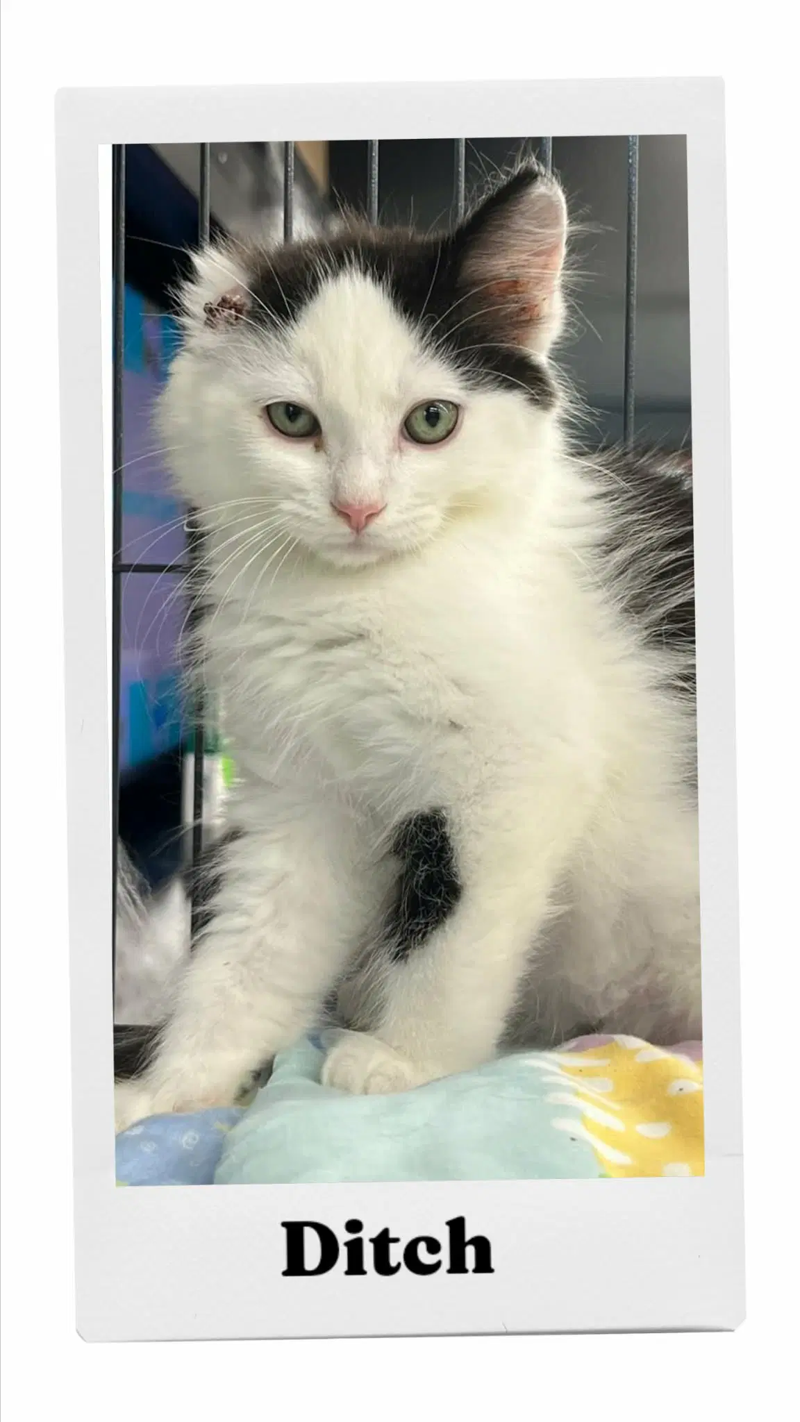 Ditch - Domestic Medium Hair