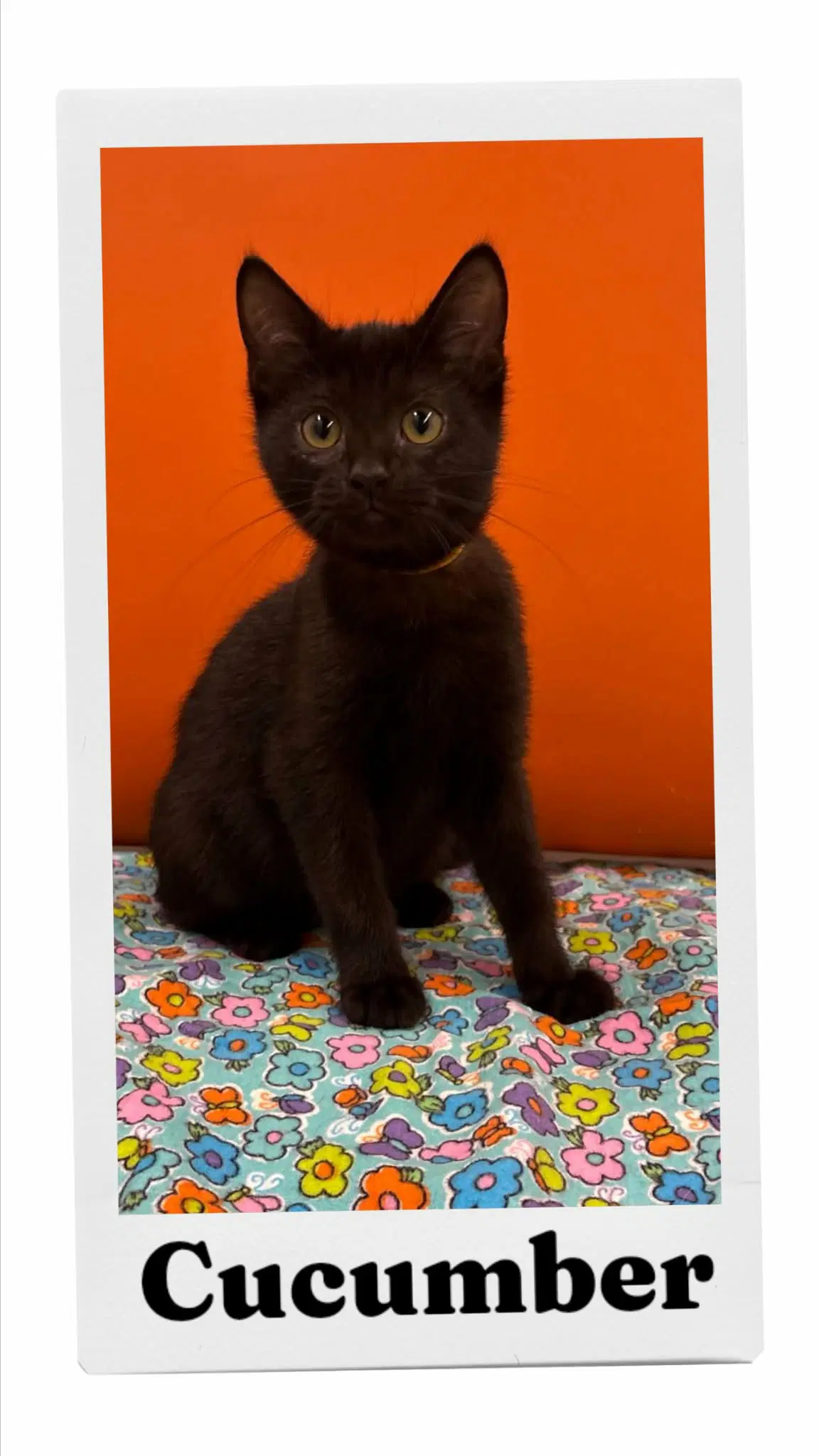 Cucumber - Domestic Short Hair