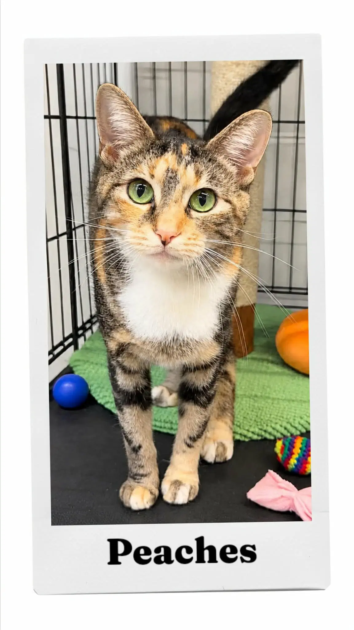 Peaches - Domestic Short Hair