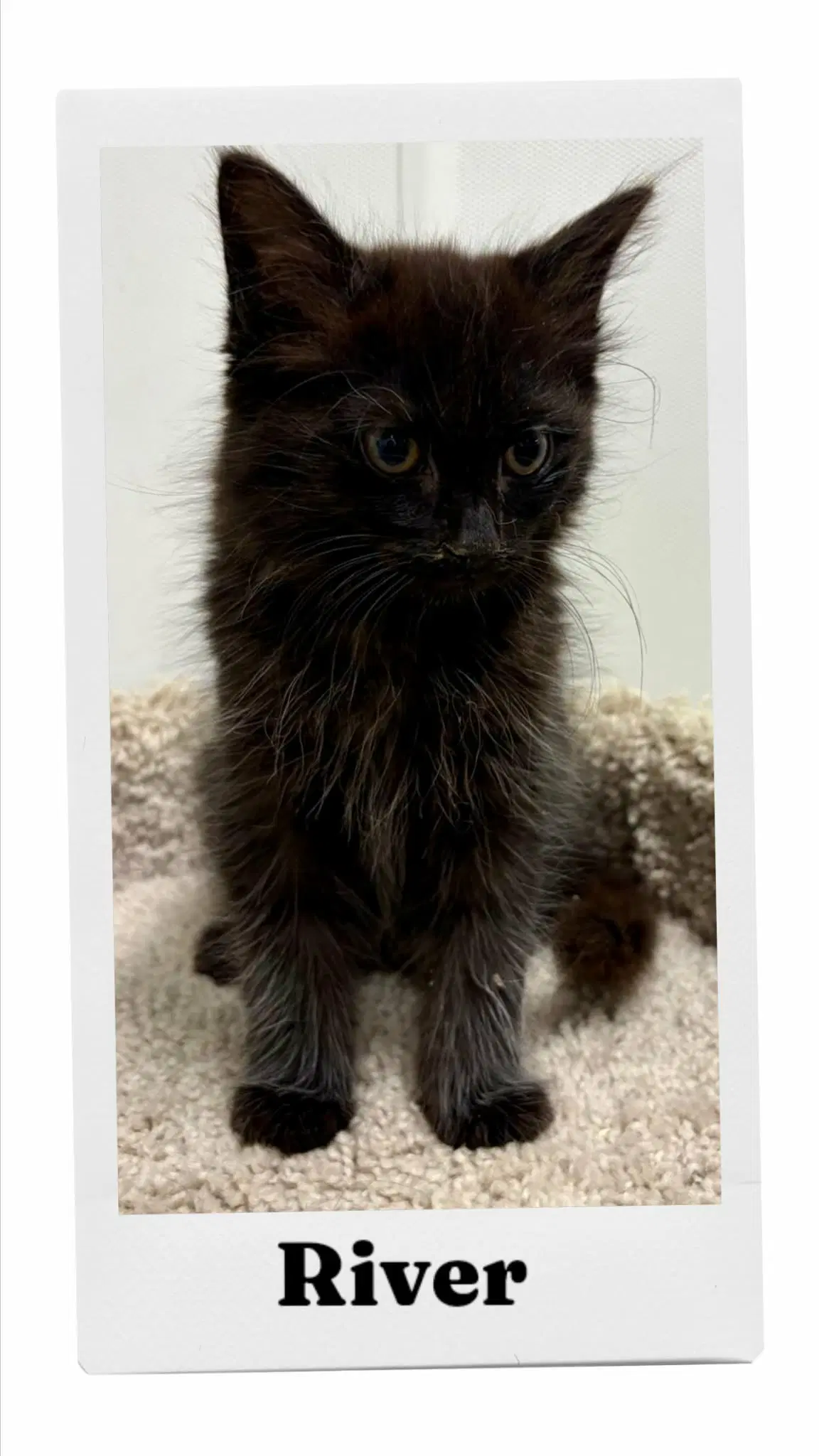 River - Domestic Short Hair