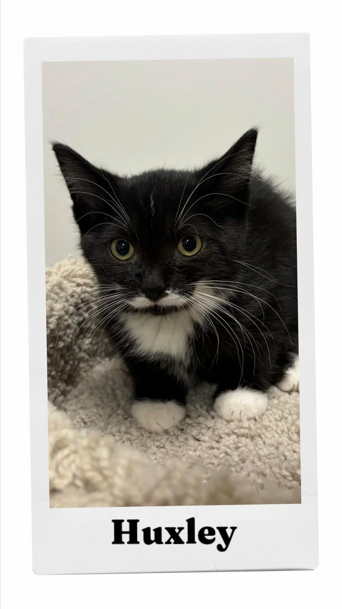 Huxley - Domestic Short Hair
