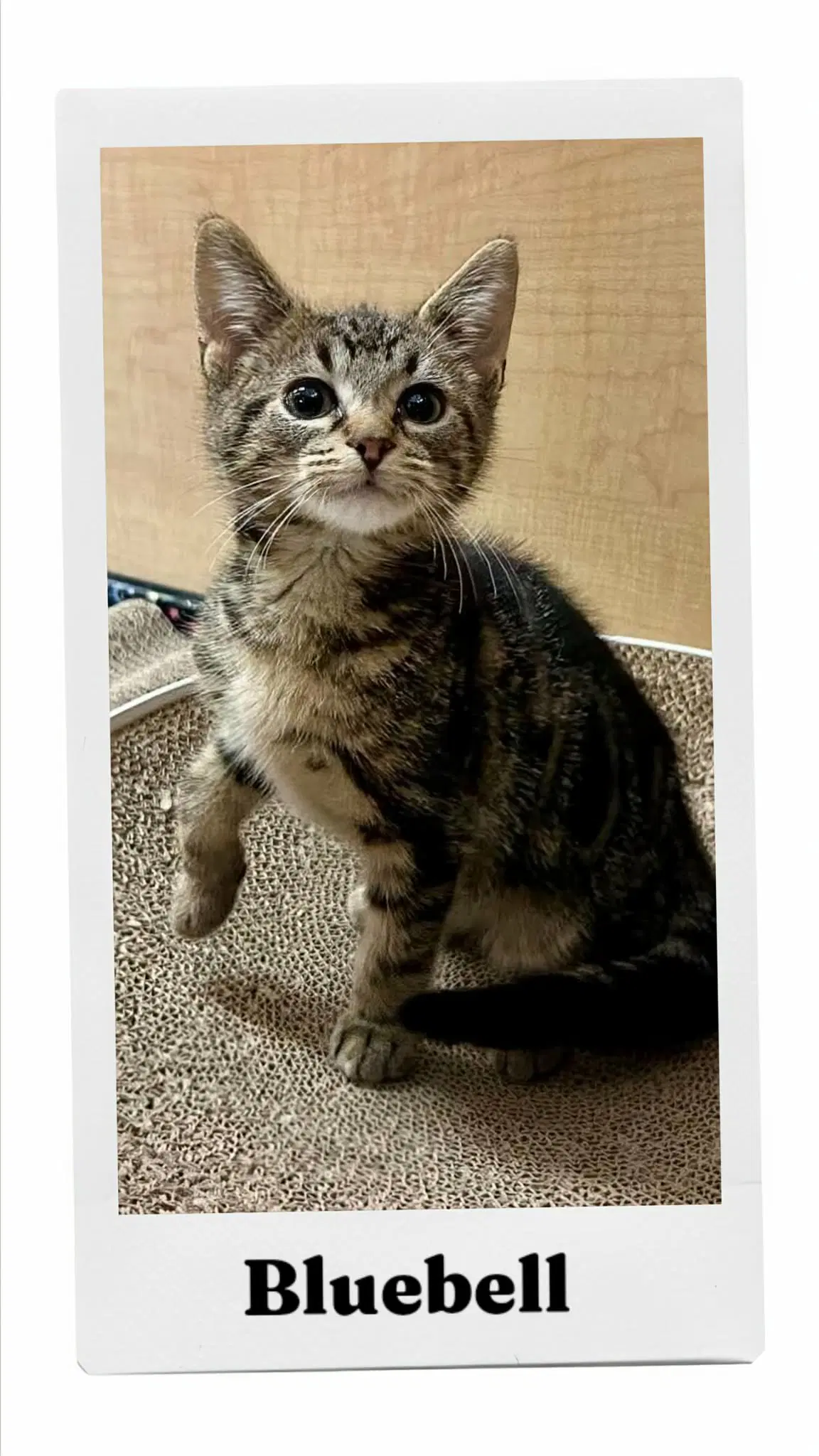 Bluebell - Domestic Short Hair