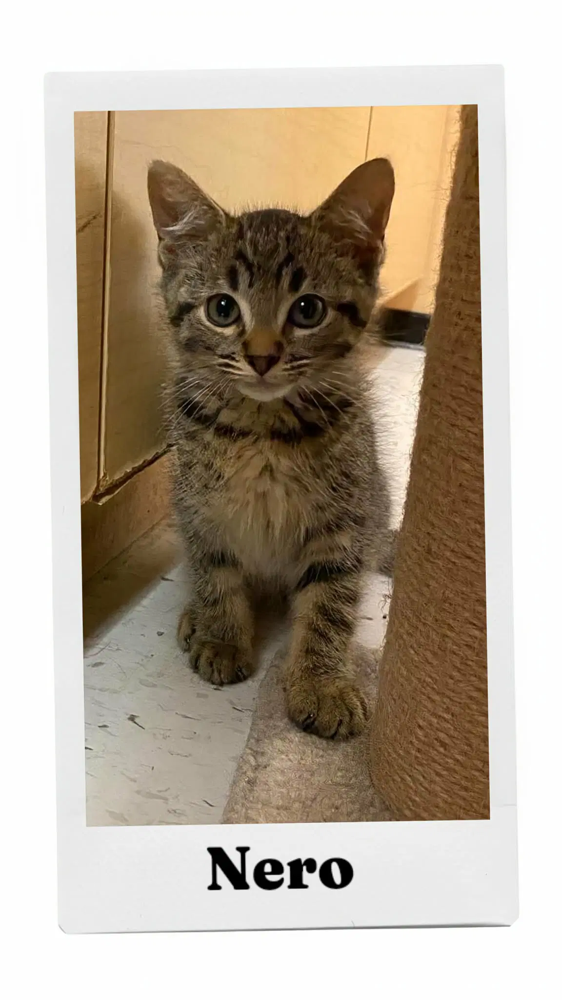 Nero - Domestic Short Hair