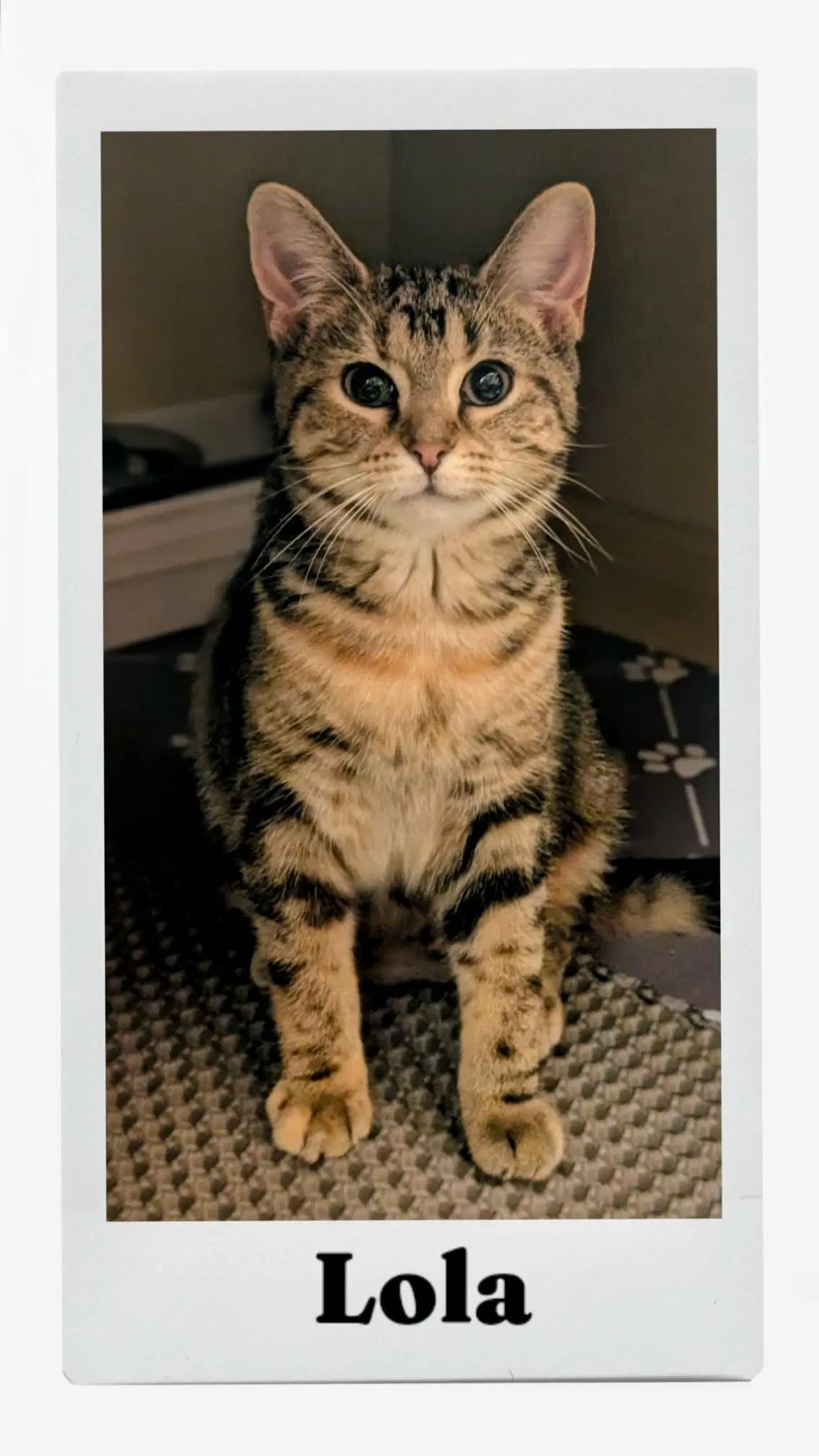 Lola - Domestic Short Hair
