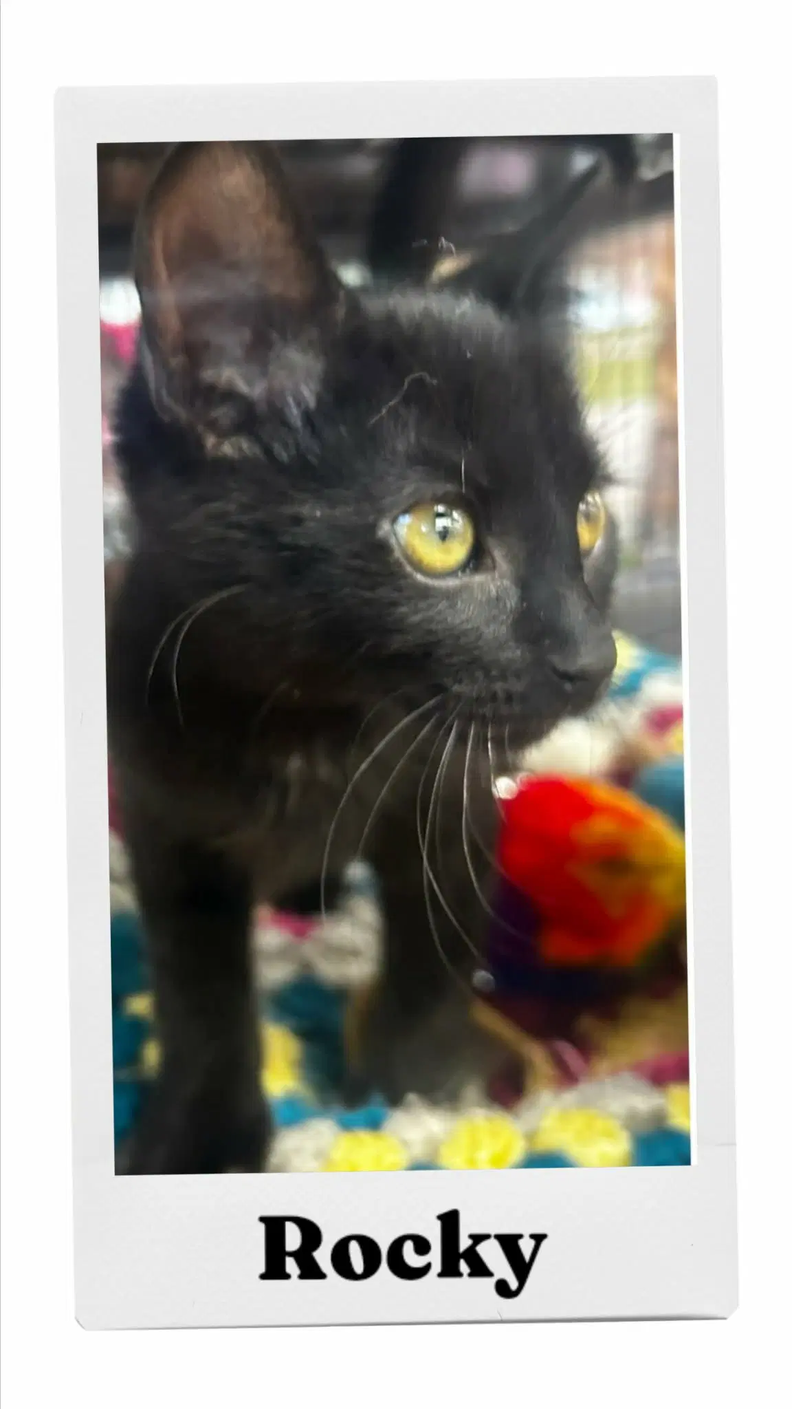 Rocky - Domestic Short Hair