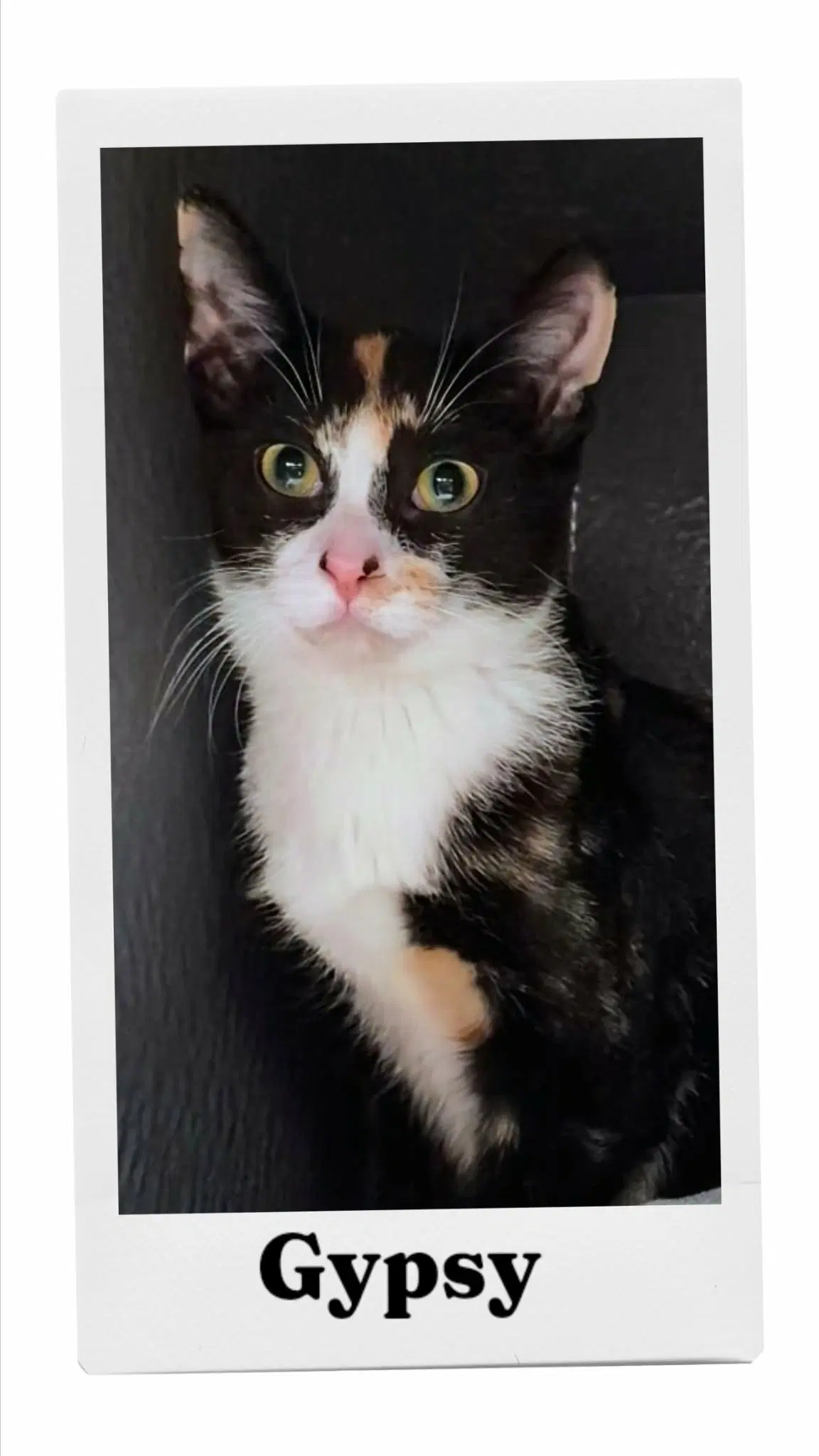 Gypsy - Domestic Short Hair
