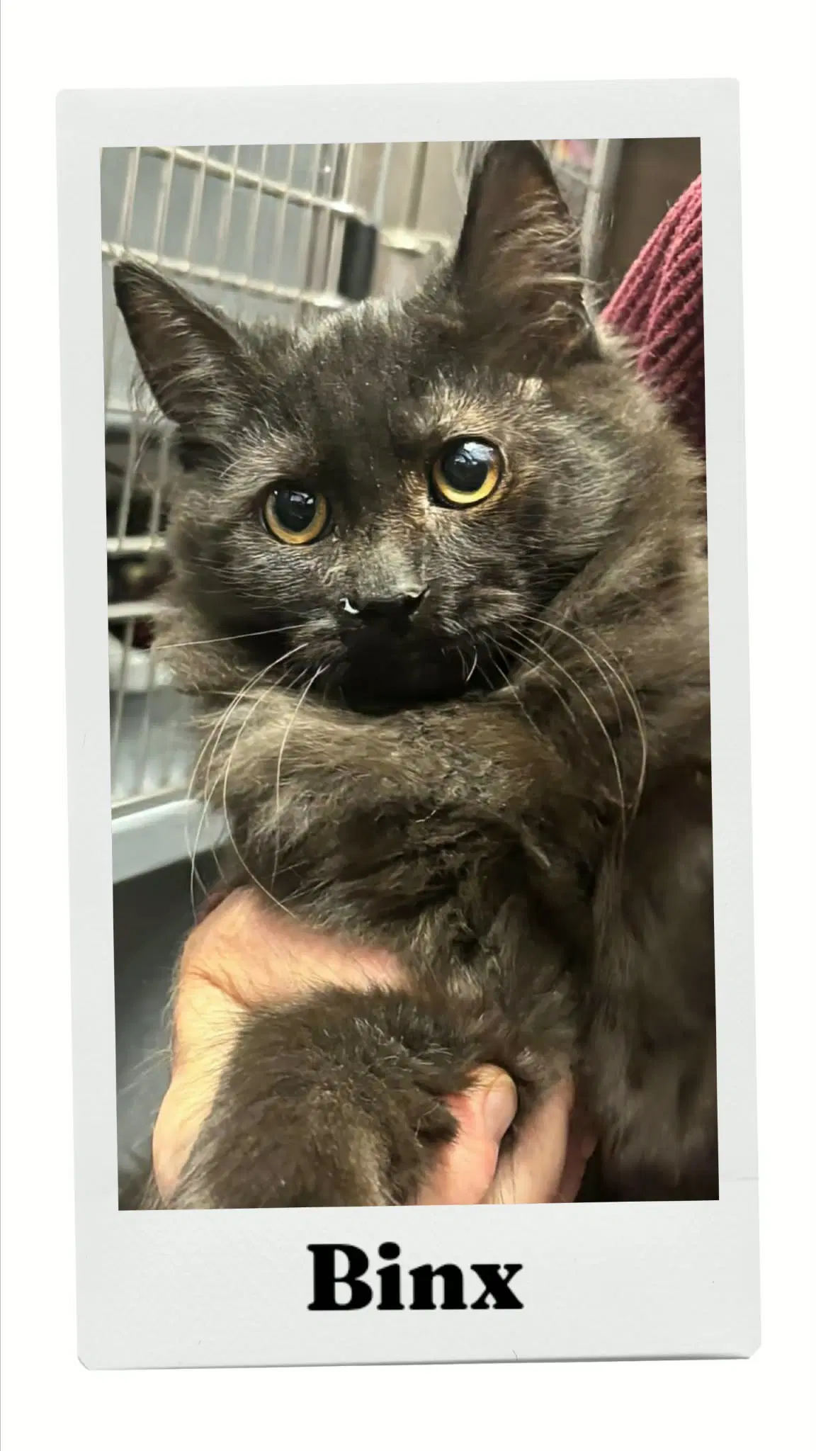 Binx - Domestic Long Hair