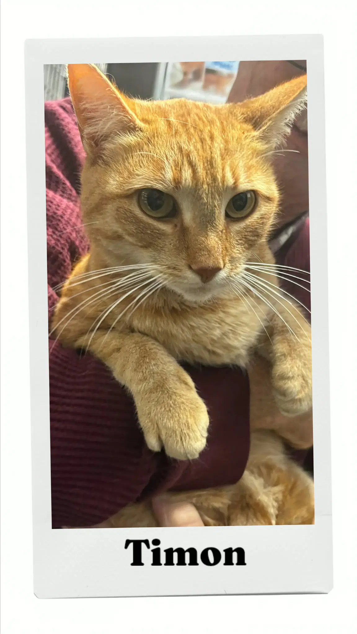 Timon - Domestic Short Hair