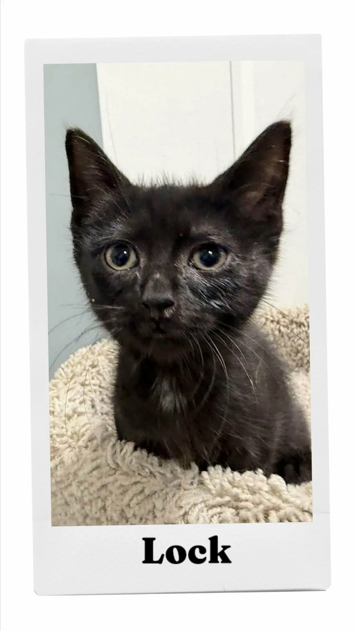 Lock - Domestic Short Hair