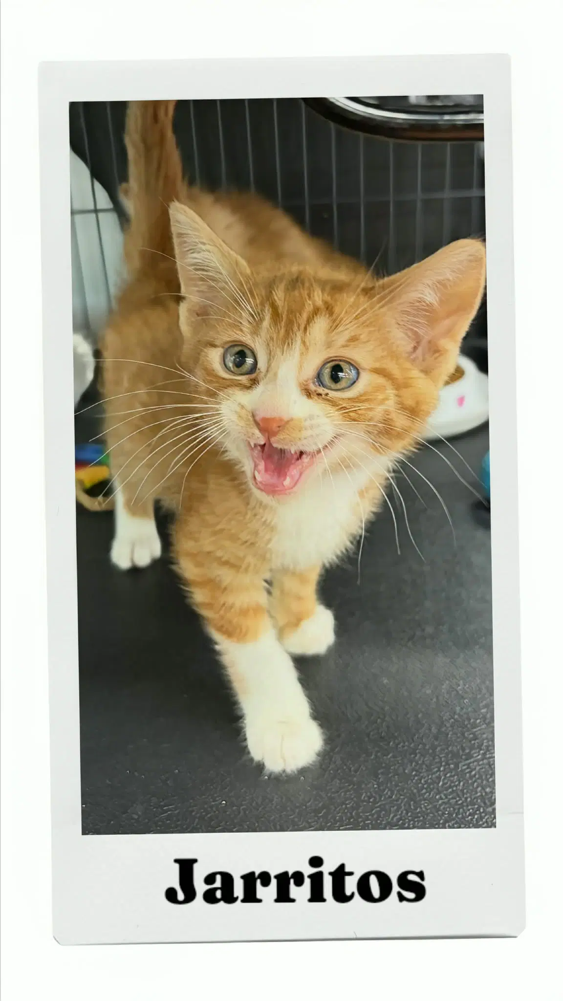 Jarritos - Domestic Short Hair