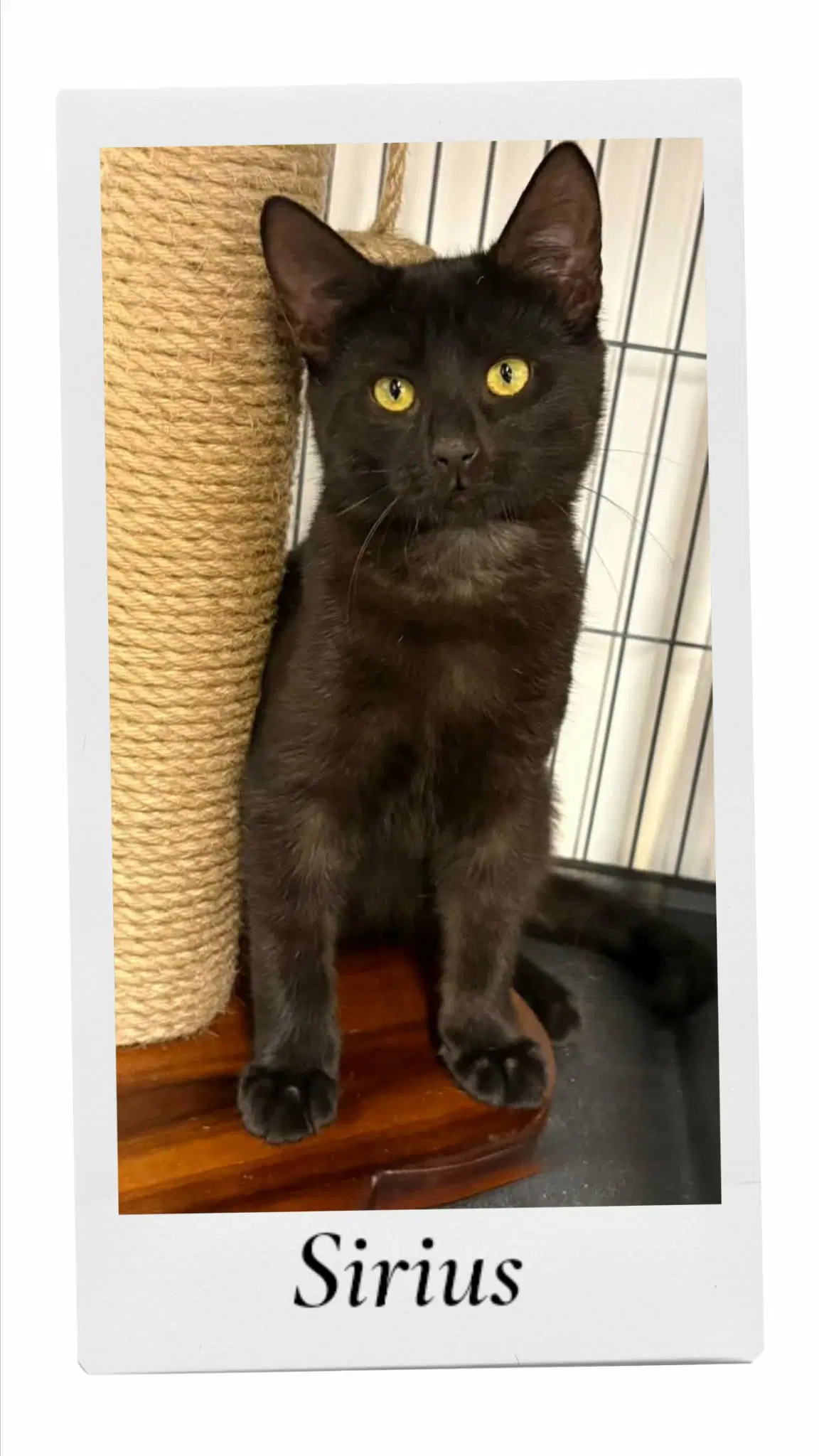 Sirius - Domestic Short Hair