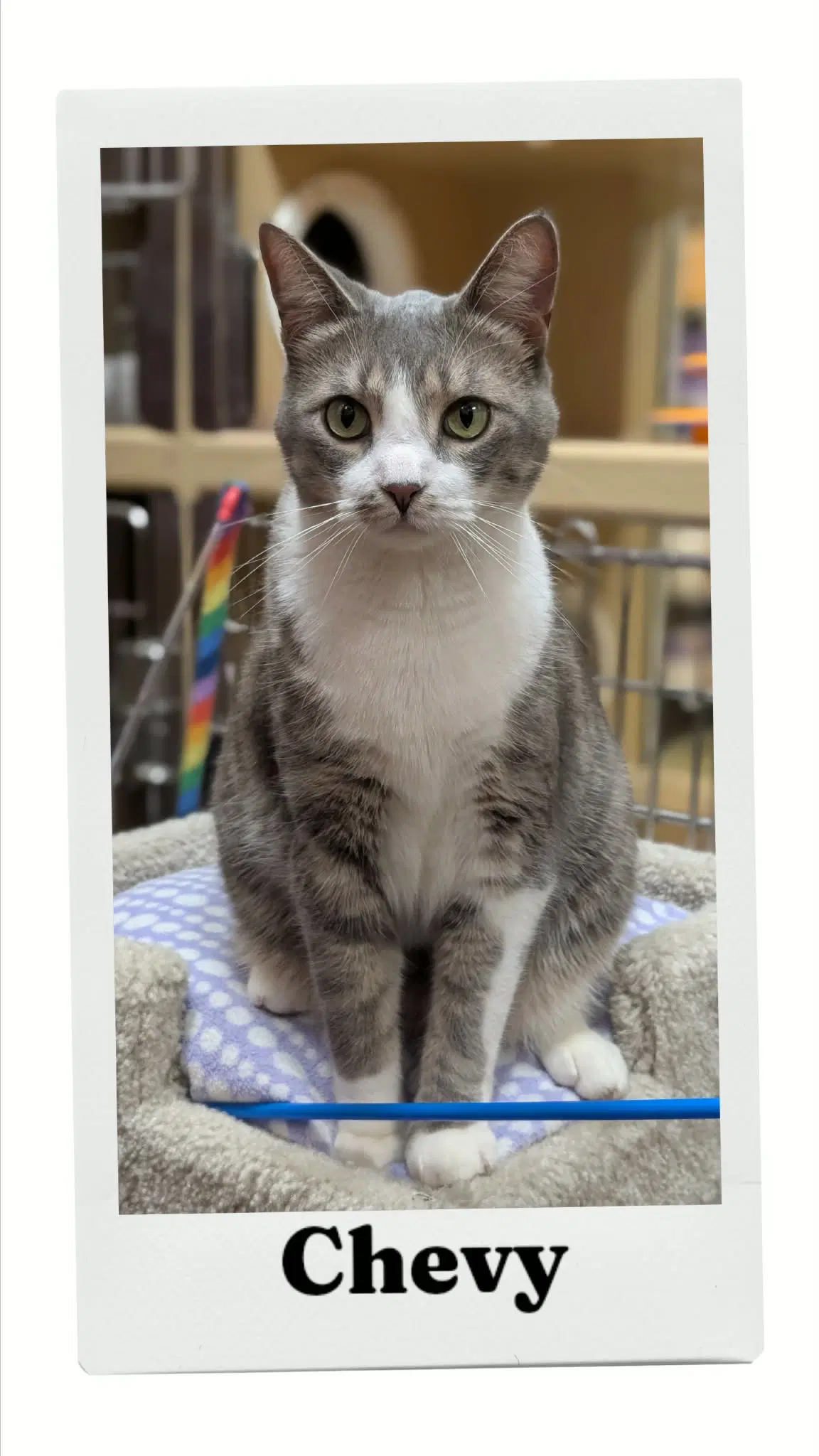 Chevy - Domestic Short Hair