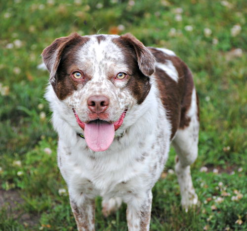 DUKE