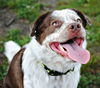 DUKE