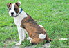 Winston