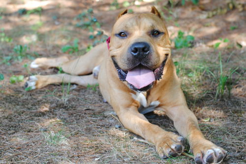 Otto
