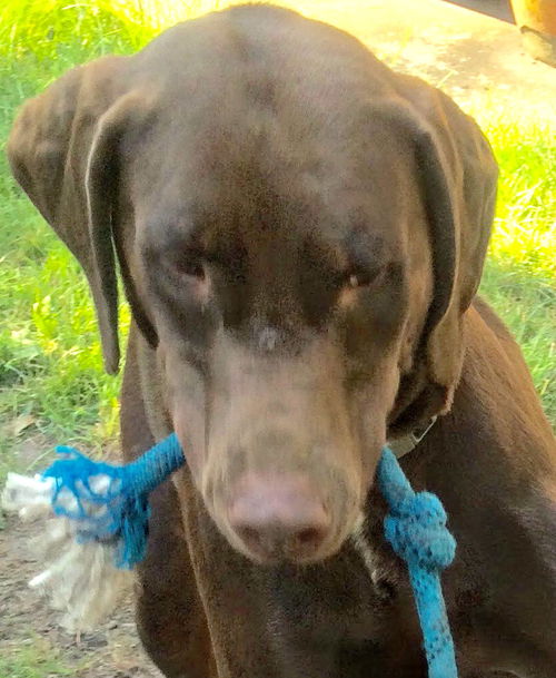Rex