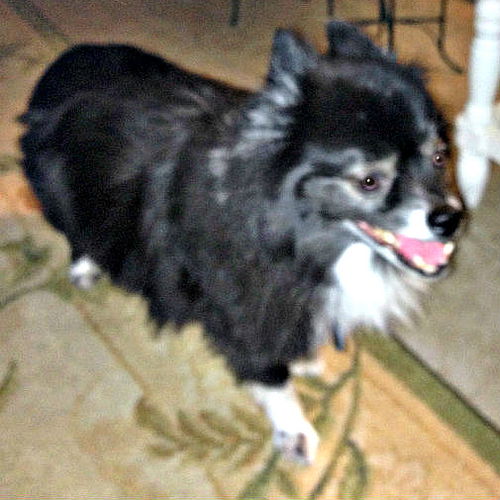 Massimo