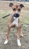 Ringo