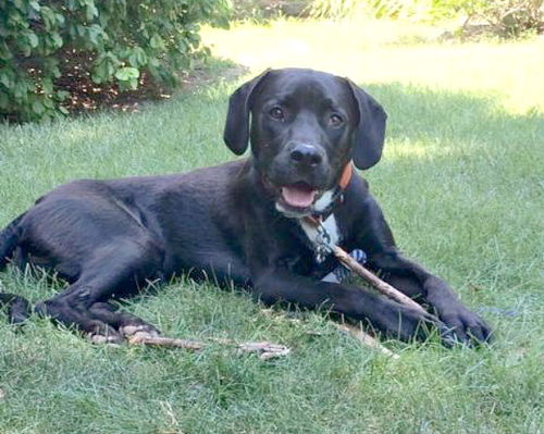 ERNIE