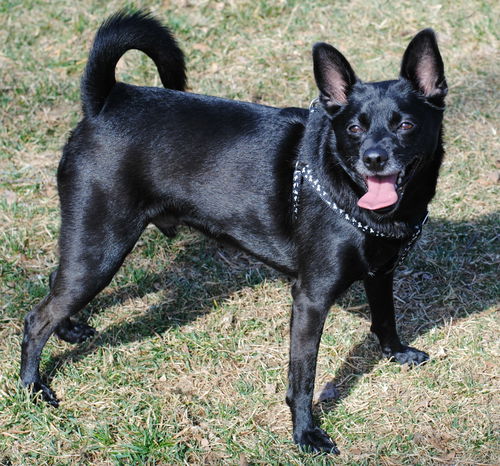 Sammy