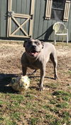 Rosie