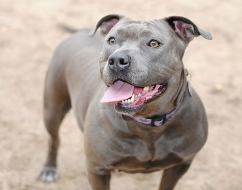Rosie