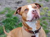 Roscoe