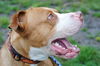 Roscoe
