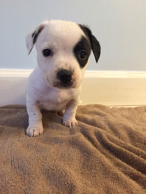 Nova