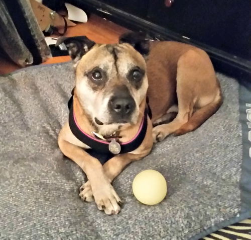 Georgie