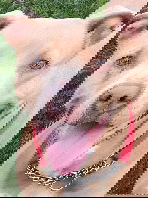 Goosey
