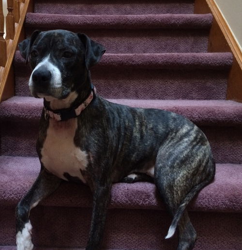 Roxie