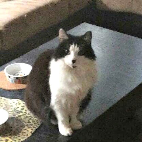 Arlo