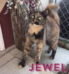 Jewel