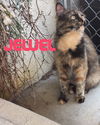 Jewel