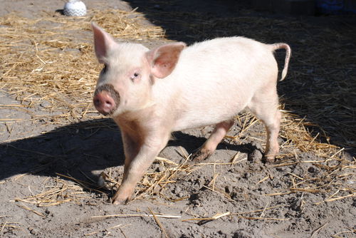 Pinky Pua