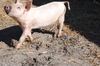 Pinky Pua
