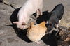 Pinky Pua