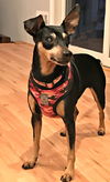 Lola