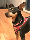 Lola