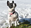 Lila