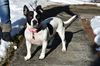 Lila