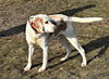 Leroy