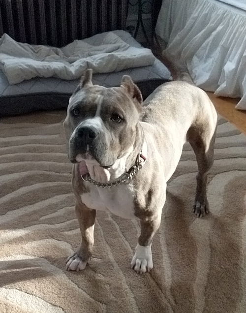 Nyla