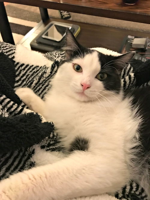 Louie