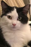 Louie