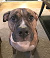 Junior