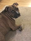 Junior